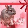 うさぎのしつけ塾(5500円コース)